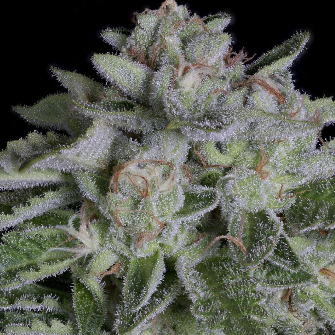 WATERMELON ZKITTELZ – Bighead Seeds – Feminizowane