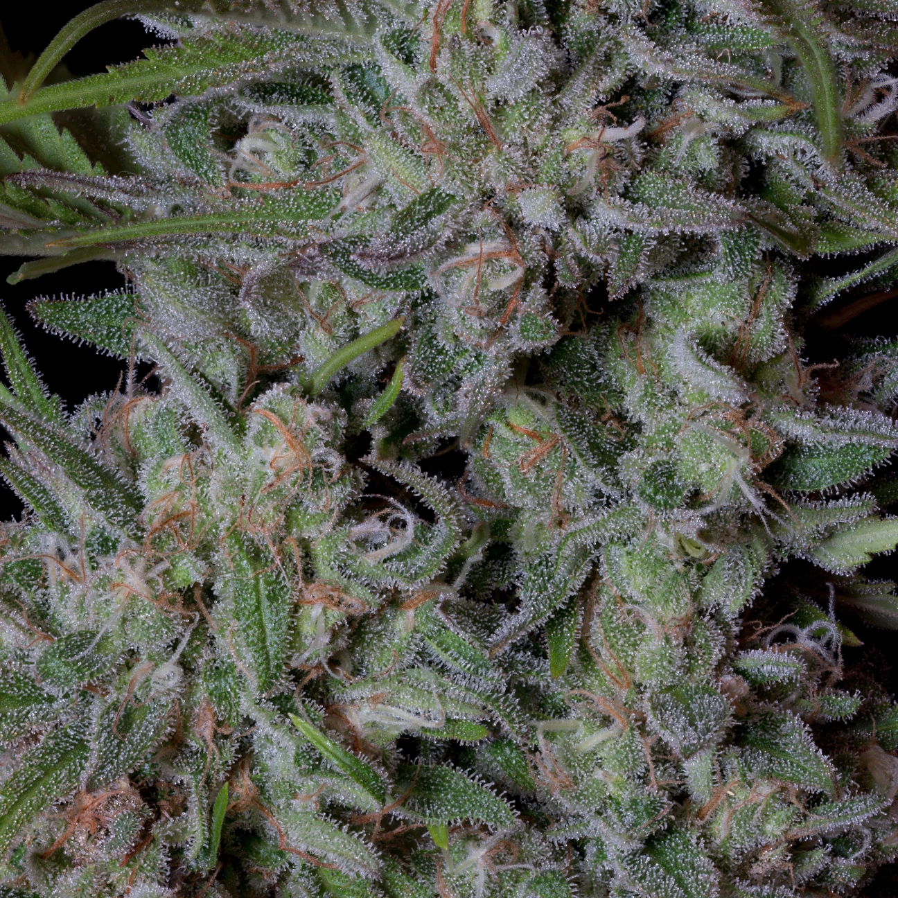 CRYSTAL RUNTZ – Bighead Seeds – Feminizowane