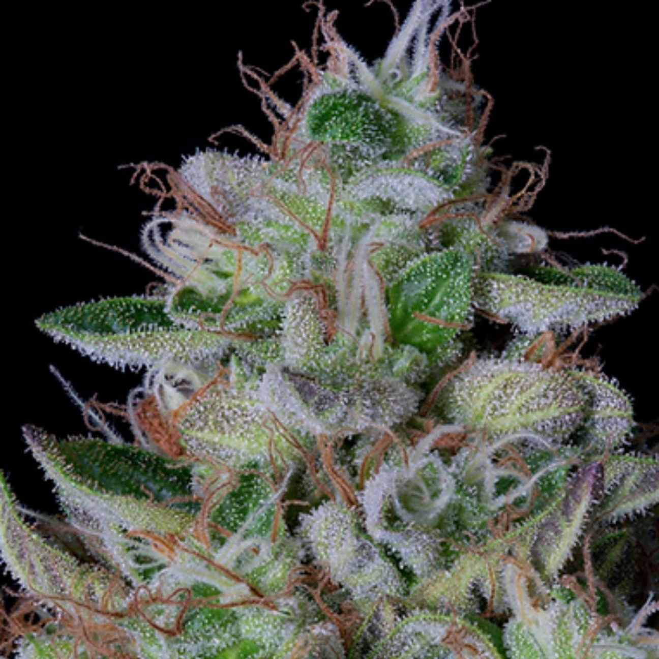 DOS-GELATO (a.k.a DOLATO) – Bighead Seeds – Feminizowane