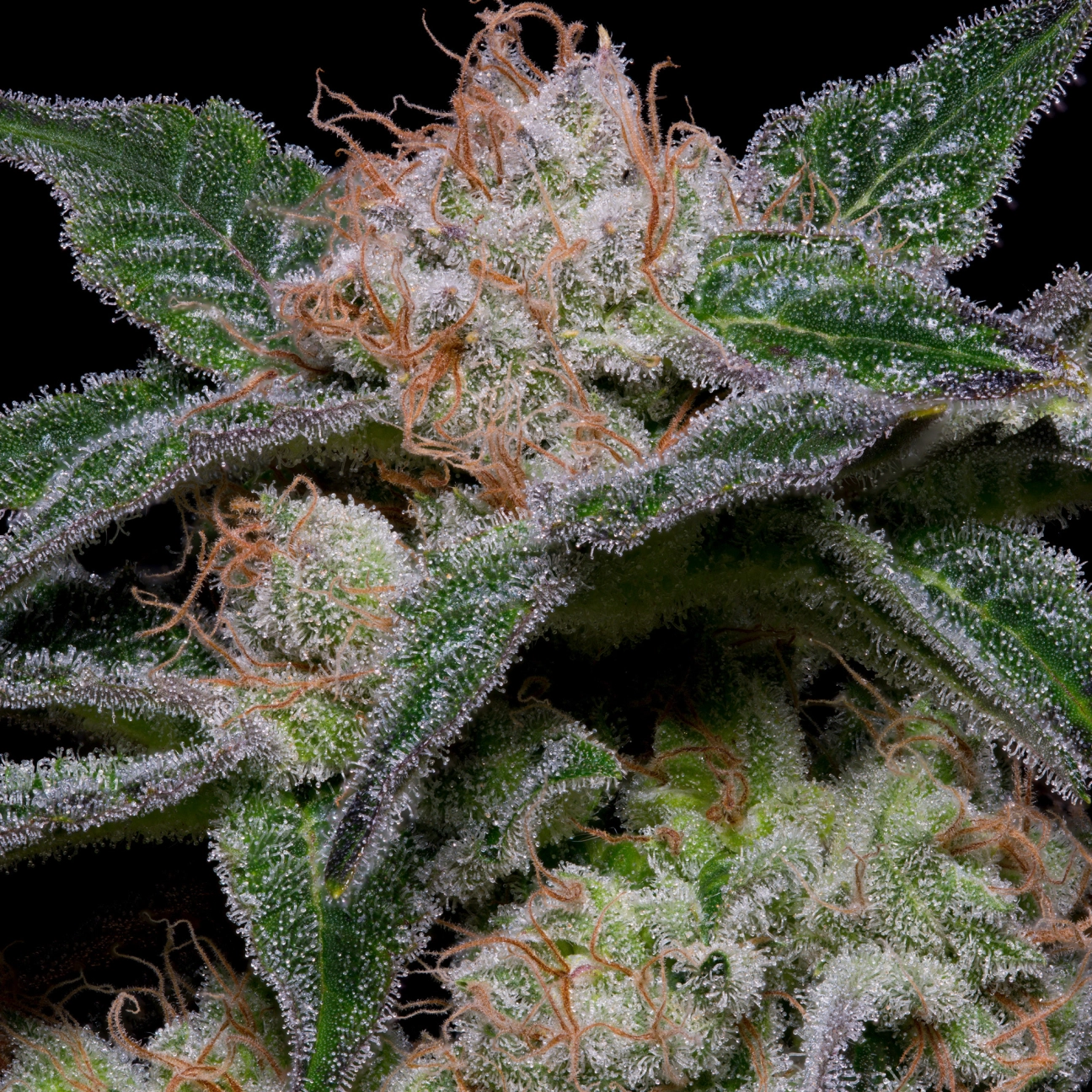 BANANA PUNCH – Bighead Seeds – Feminizowane