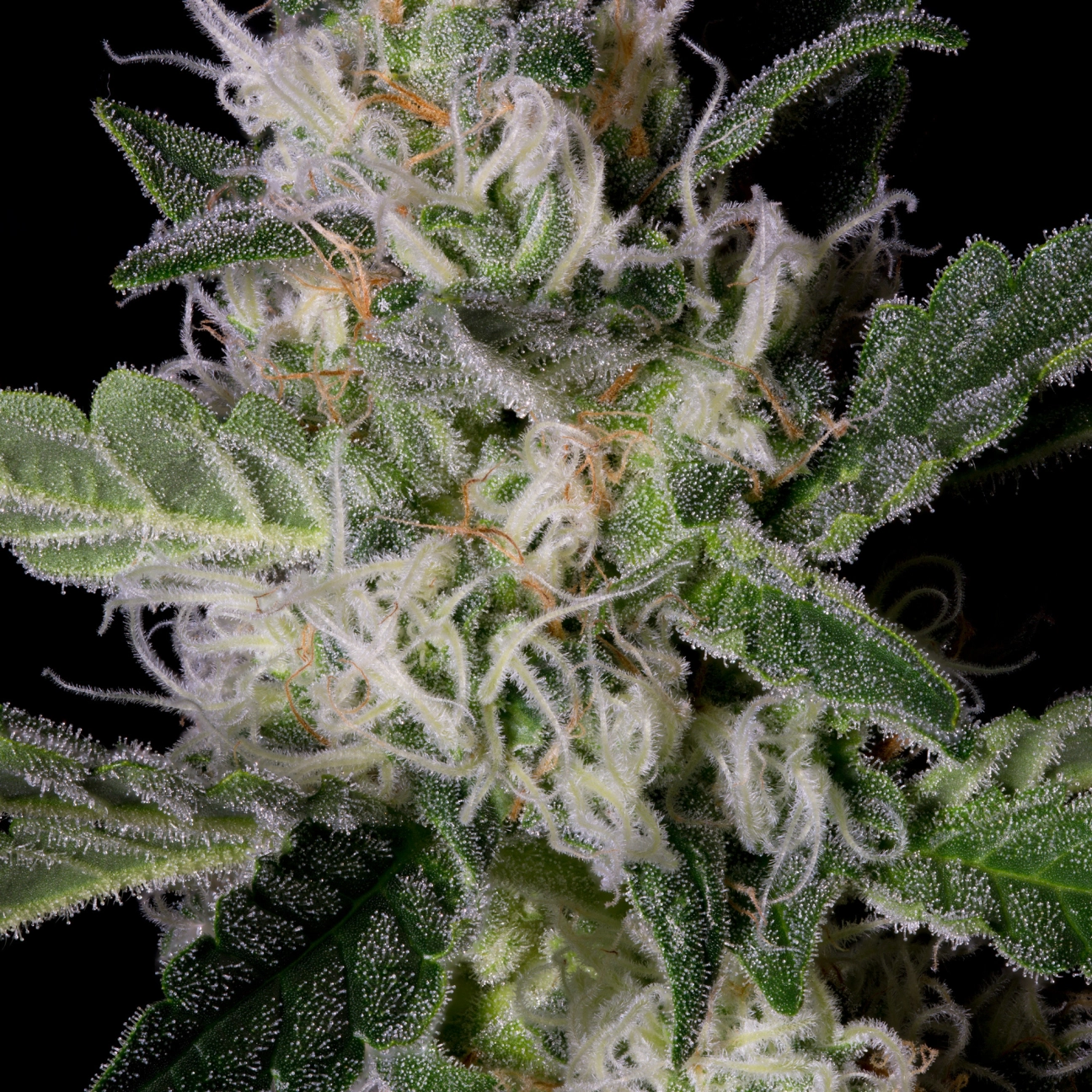 PLATINUM COOKIES – Bighead Seeds – Feminizowane