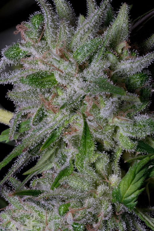 GORILLA COOKIES – Bighead Seeds – Feminizowane