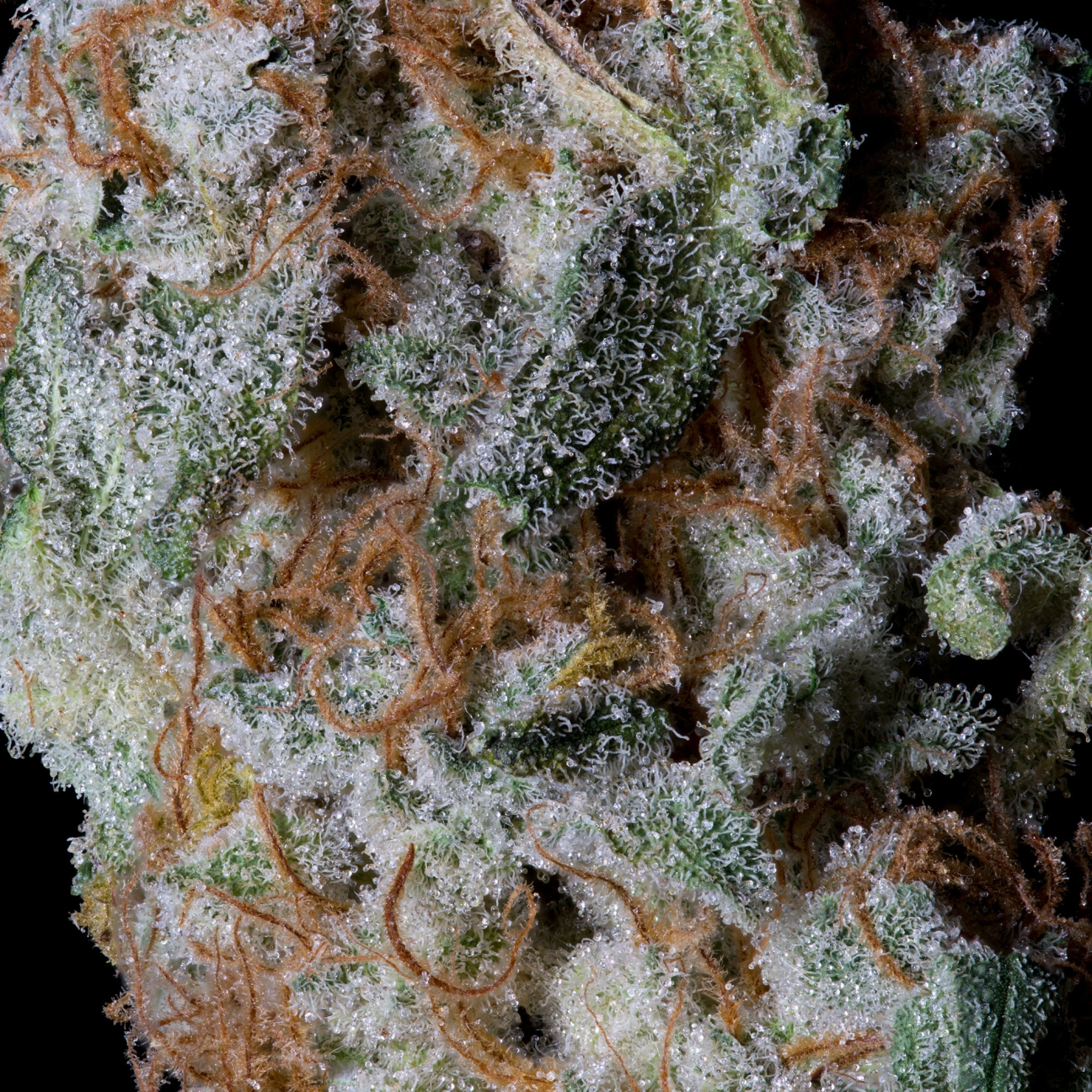 SHERBERT GLUE – Bighead Seeds – Feminizowane