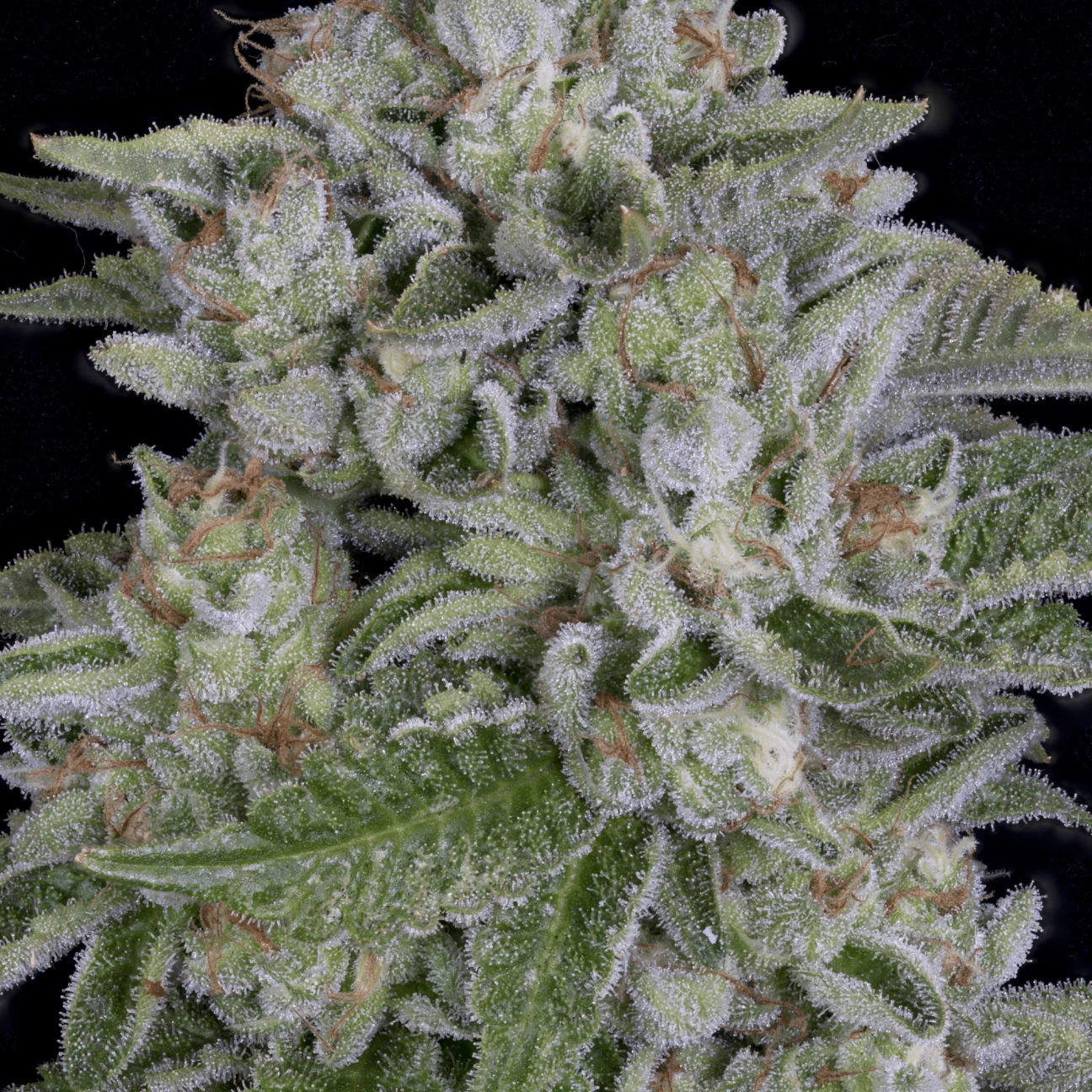 SKYWALKA COOKIES – Bighead Seeds – Feminizowane