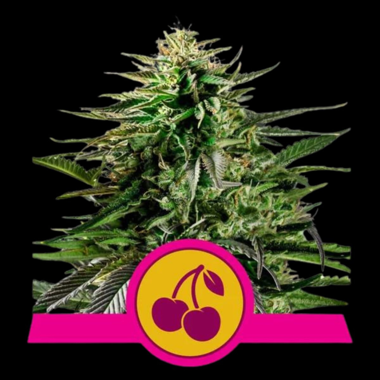 Cherry Pie – Royal Queen Seeds – Feminizowane