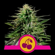 Cherry Pie Feminized cannabis flower bud by Royal Queen Seeds