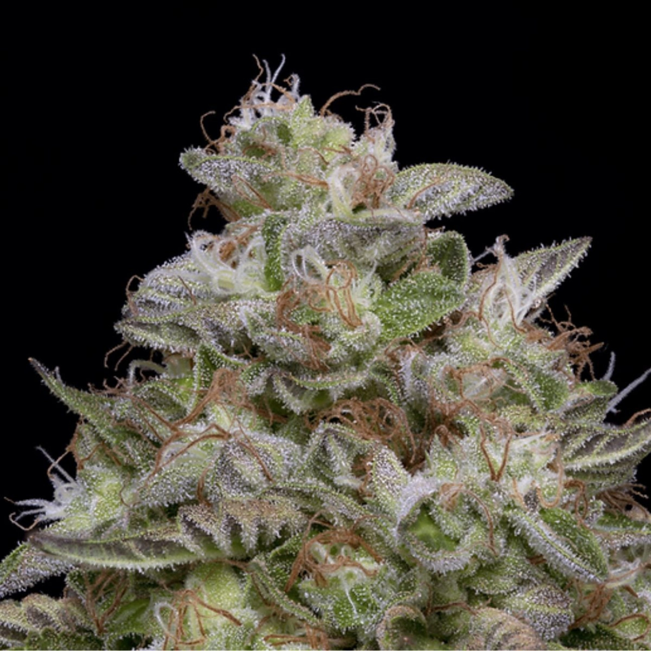 DO-Si-DOS – Bighead Seeds – Feminizowane