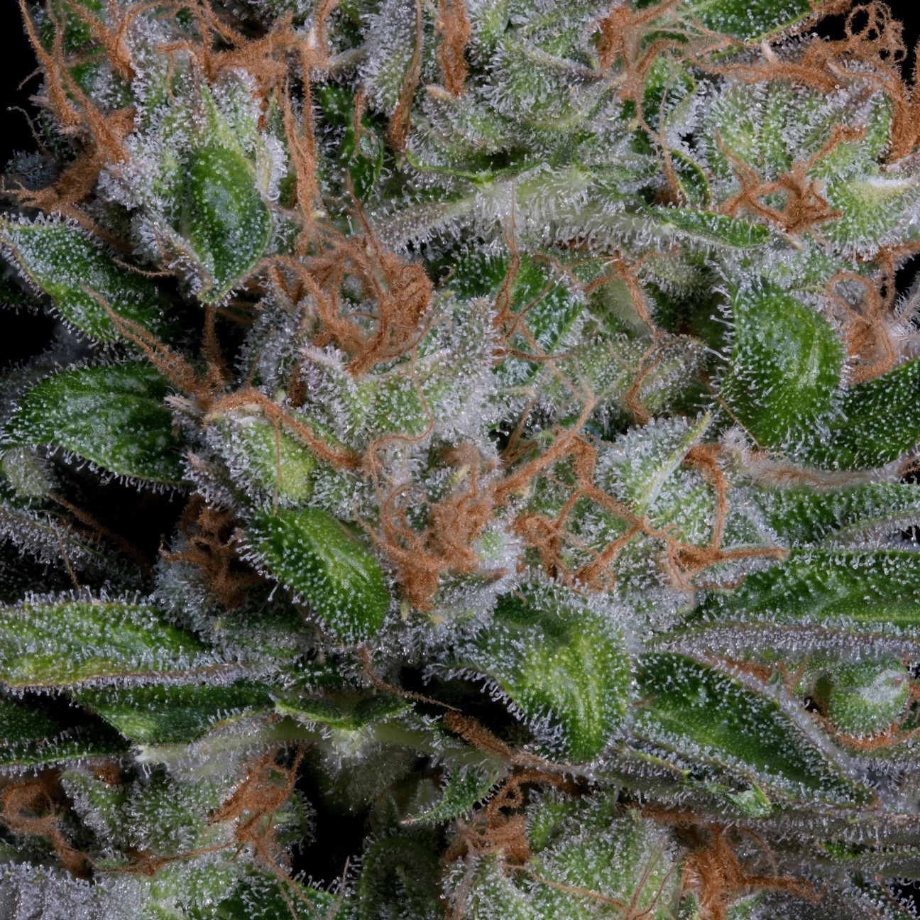 SOUR DIESEL – Bighead Seeds – Feminizowane