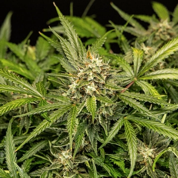 Apollo F1 Auto Autoflowering cannabis flower bud by Royal Queen Seeds
