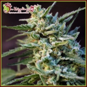 Ape-Zkit Auto Autoflowering cannabis flower bud by Dr Krippling
