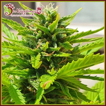 Banana Kick Auto Autoflowering cannabis flower bud by Dr Krippling