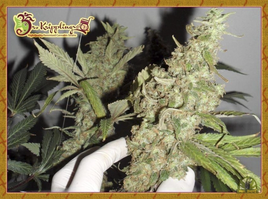Banana Rapids – Dr Krippling – Feminizowane