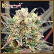 Boggleberry XXL Auto Autoflowering cannabis flower bud by Dr Krippling