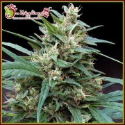 Bucks Fizz Auto Autoflowering cannabis flower bud by Dr Krippling