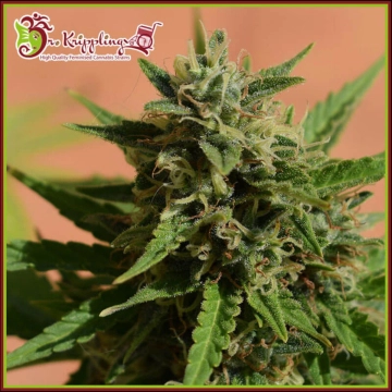 Mint Glacé XXL Auto Autoflowering cannabis flower bud by Dr Krippling