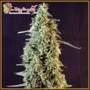 Strawberry Banana Whip Auto Autoflowering cannabis flower bud by Dr Krippling