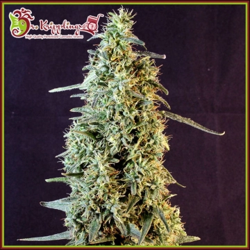 Strawberry Banana Whip Auto Autoflowering cannabis flower bud by Dr Krippling