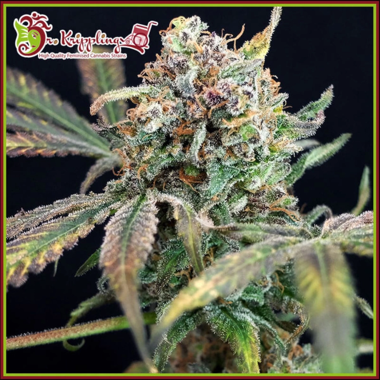 Bucks Purple Fizz – Dr Krippling – Feminizowane