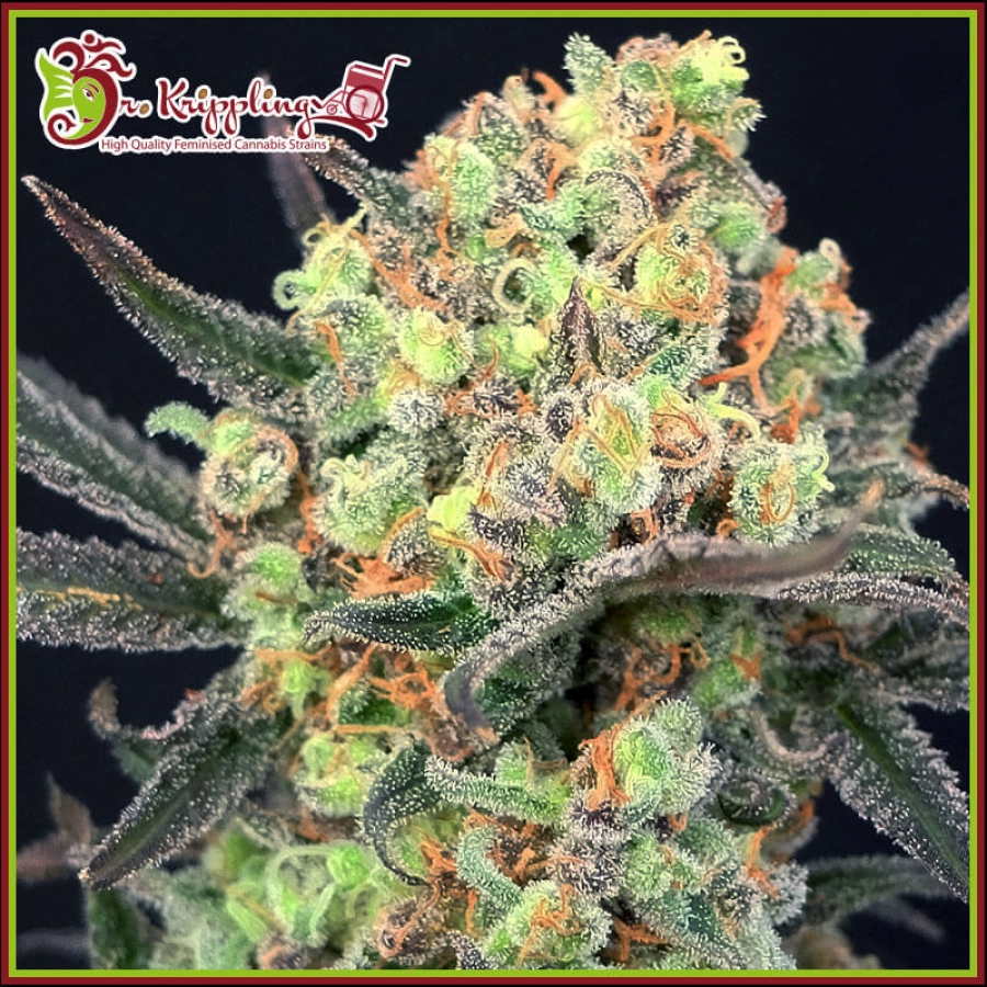 Candy Mintz – Dr Krippling – Feminizowane