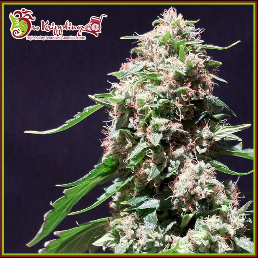 Chocolate Zkittles – Dr Krippling – Feminizowane