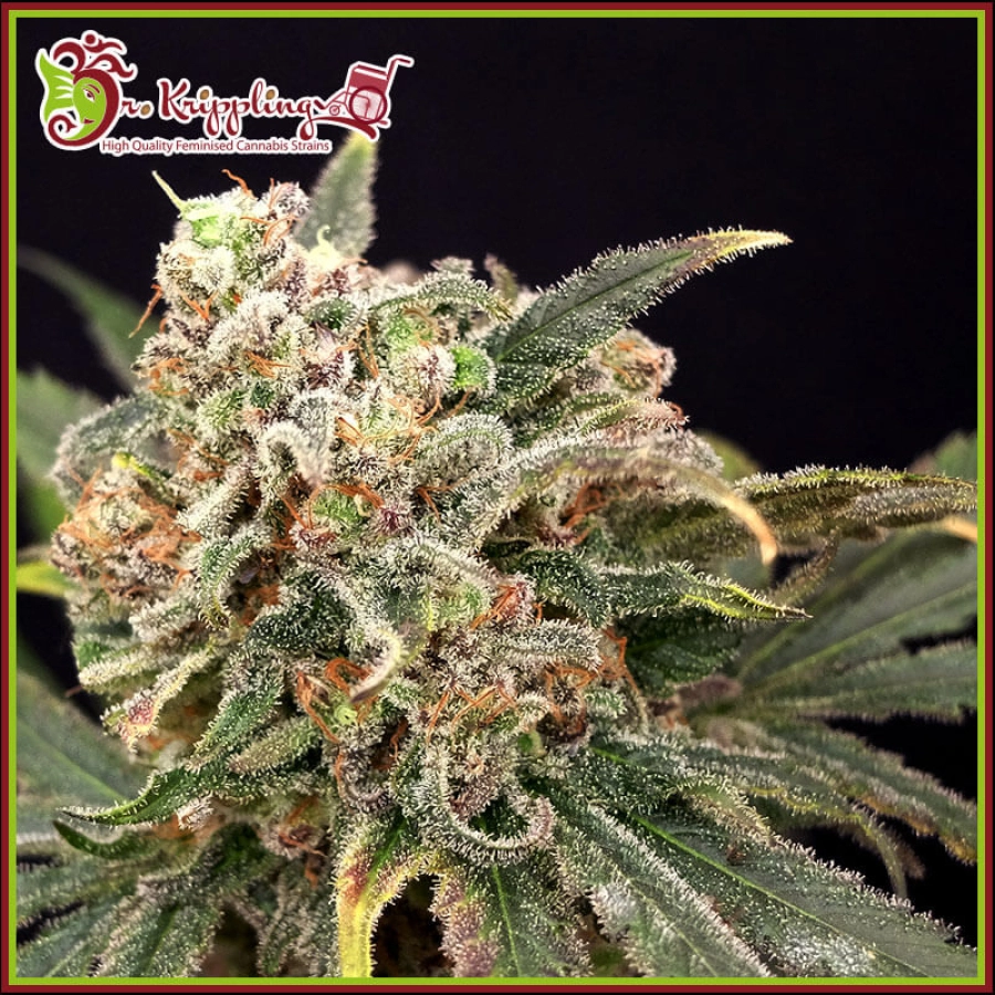 Mint Glace – Dr Krippling – Feminizowane