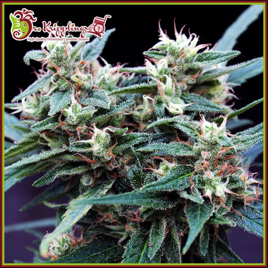 Ninja Zkittles – Dr Krippling – Feminizowane
