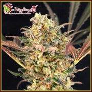 Purple Slap Auto Autoflowering cannabis flower bud by Dr Krippling