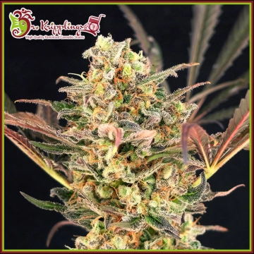 Purple Slap Auto Autoflowering cannabis flower bud by Dr Krippling
