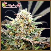 Separation Cake Auto Autoflowering cannabis flower bud by Dr Krippling