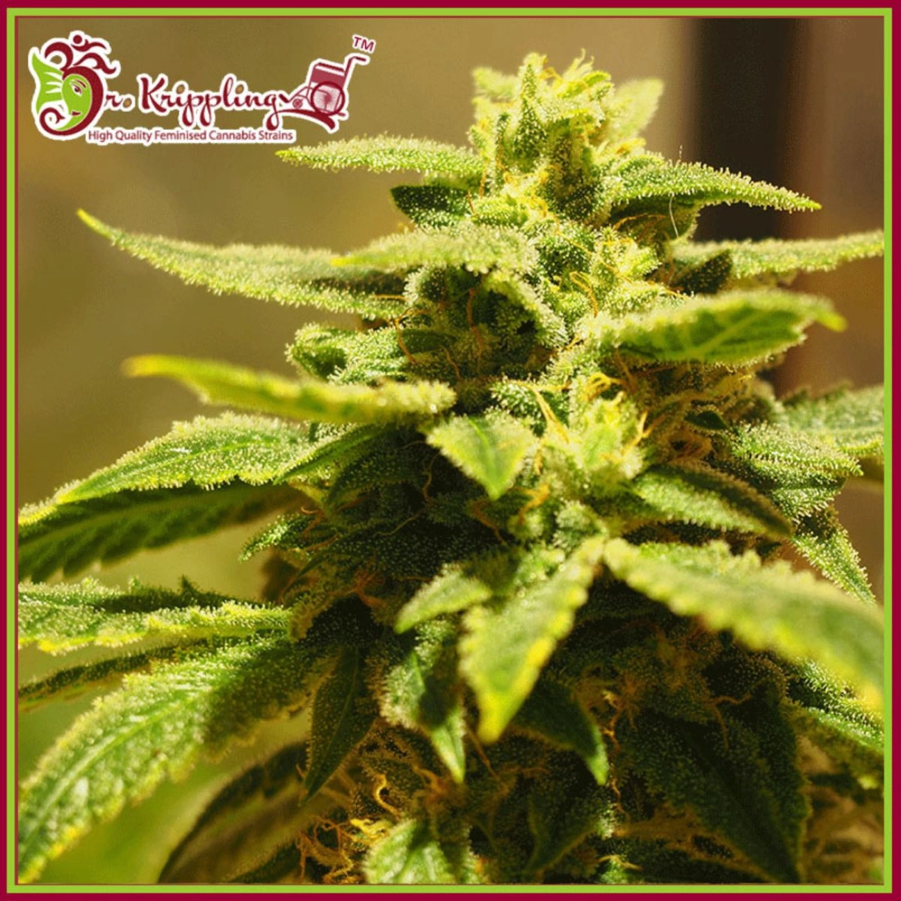 Kripplings Gelato – Dr Krippling – Feminizowane