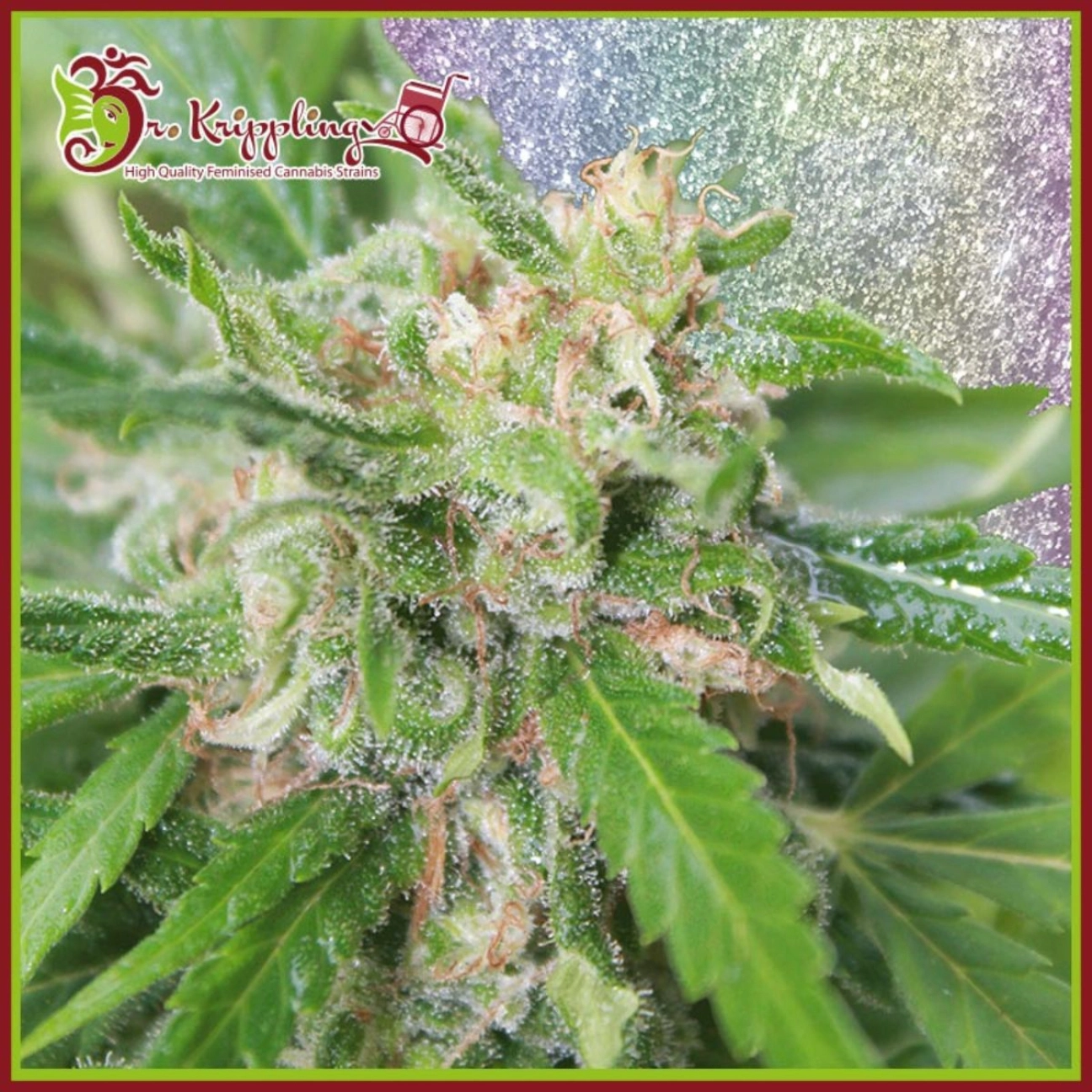 Kripplicious – Dr Krippling – Feminizowane