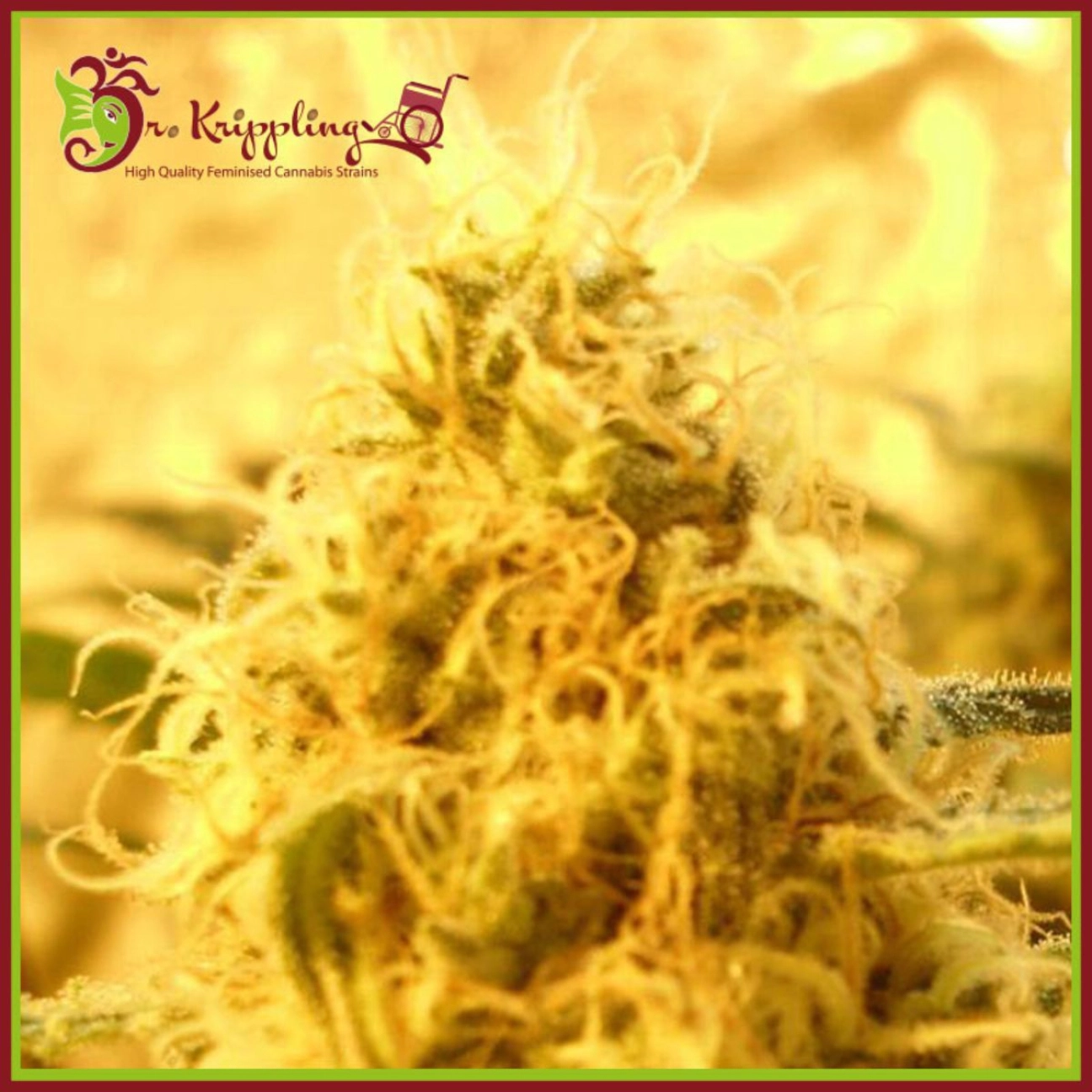 Mango Mist Shake – Dr Krippling – Feminizowane