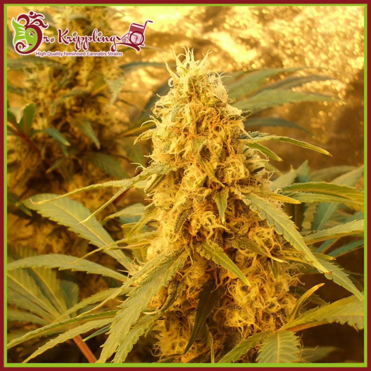 Jack Mist Tree – Dr Krippling – Feminizowane