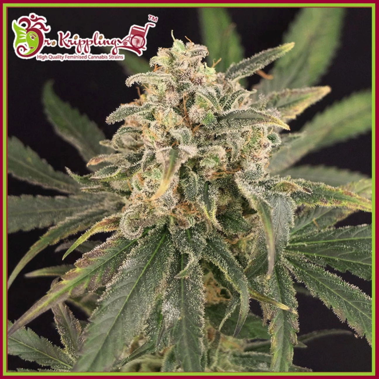 Sour Tang Kripple – Dr Krippling – Feminizowane