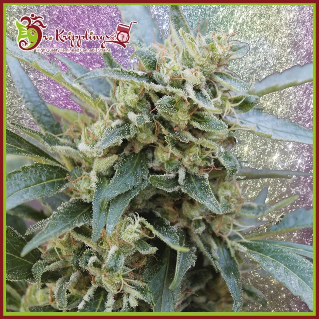 Shark Infested Custard – Dr Krippling – Feminizowane