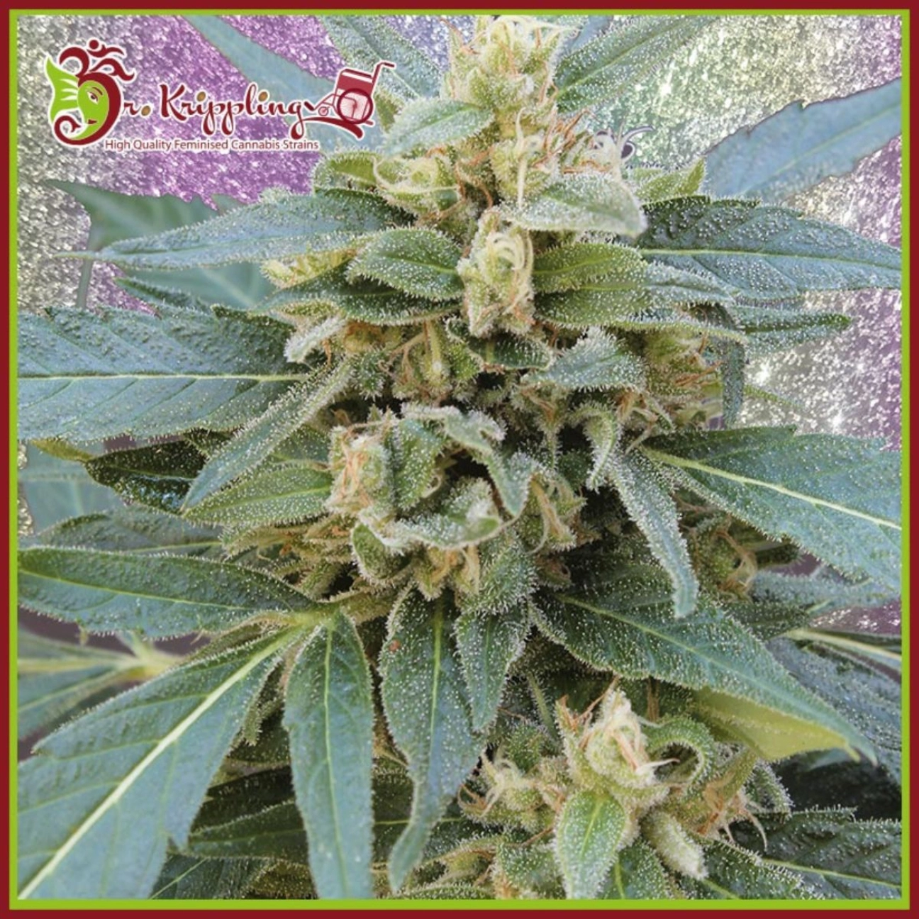 Mango Bubble Cloud – Dr Krippling – Feminizowane