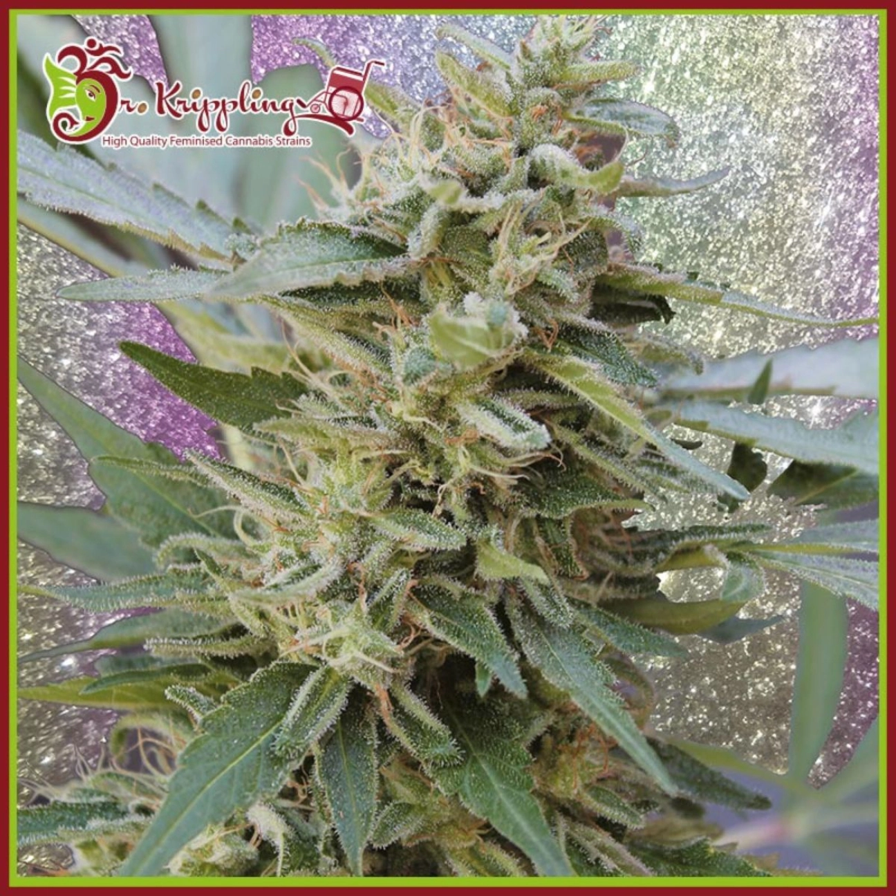 S&M – Dr Krippling – Feminizowane