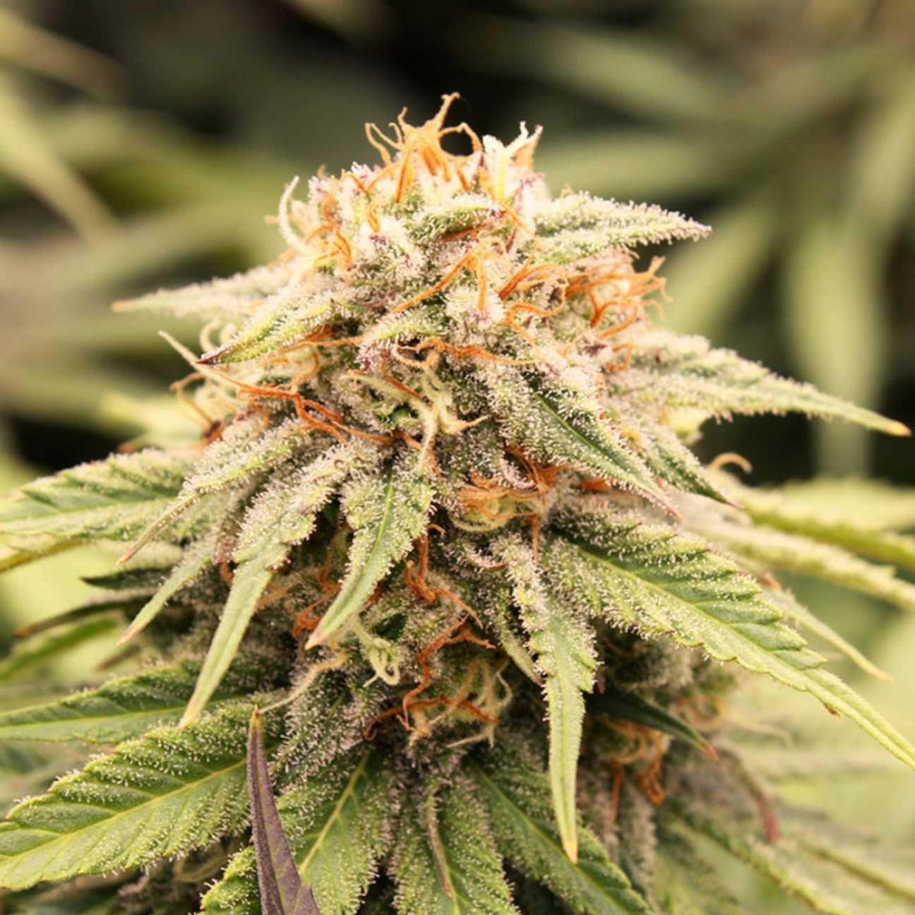 PriZmatic – Humboldt Seed Organization – Feminizowane