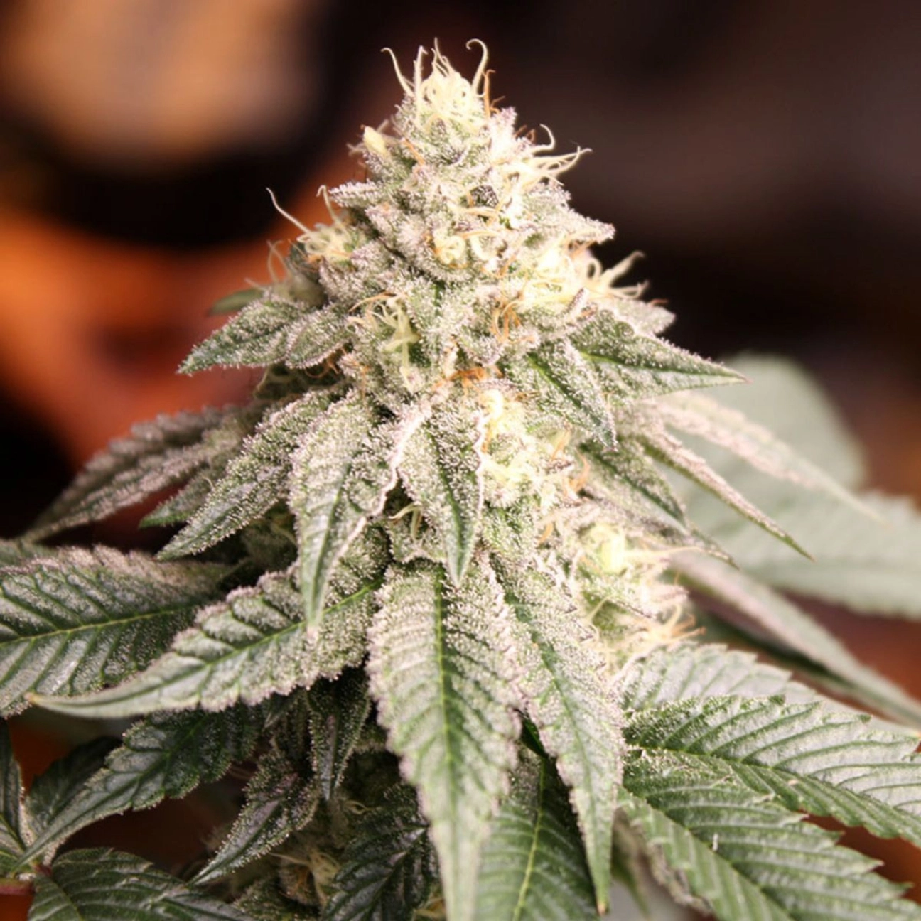 Sunset Bride – Humboldt Seed Organization – Feminizowane