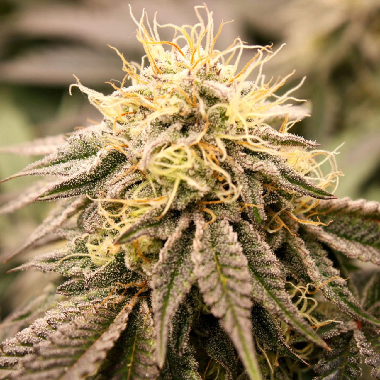 Sundogz – Humboldt Seed Organization – Feminizowane