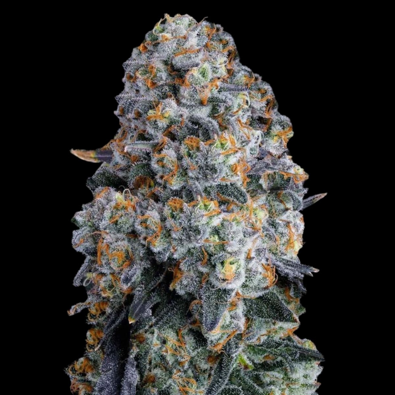 Alien DonutZ – Terp Treez Co – Feminizowane