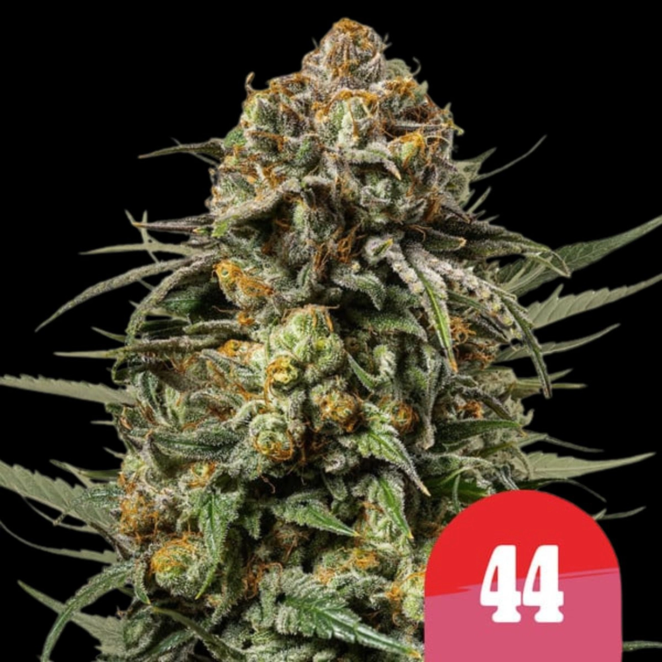 Gelato 44 – Royal Queen Seeds – Feminizowane