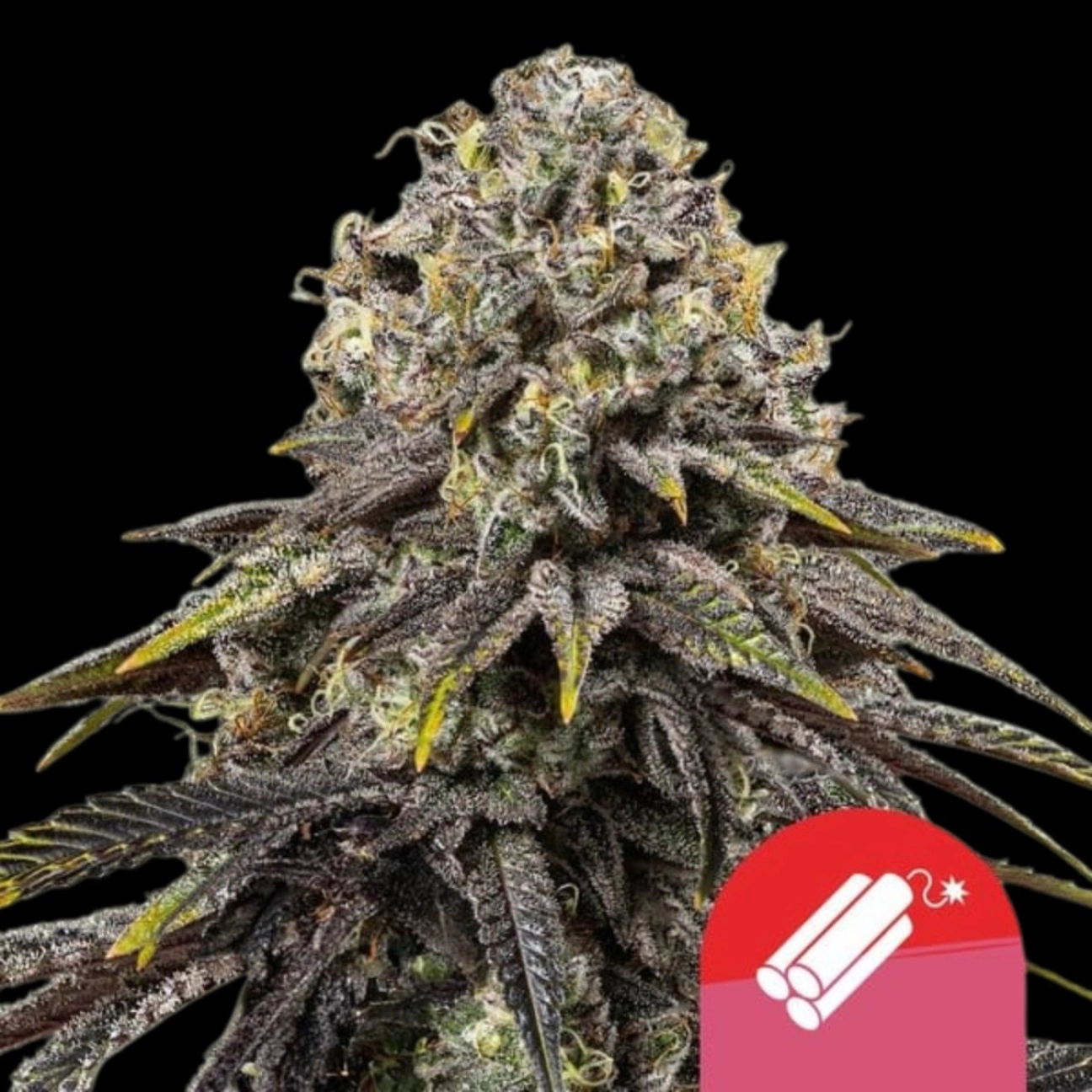 Dynamite Diesel – Royal Queen Seeds – Feminizowane