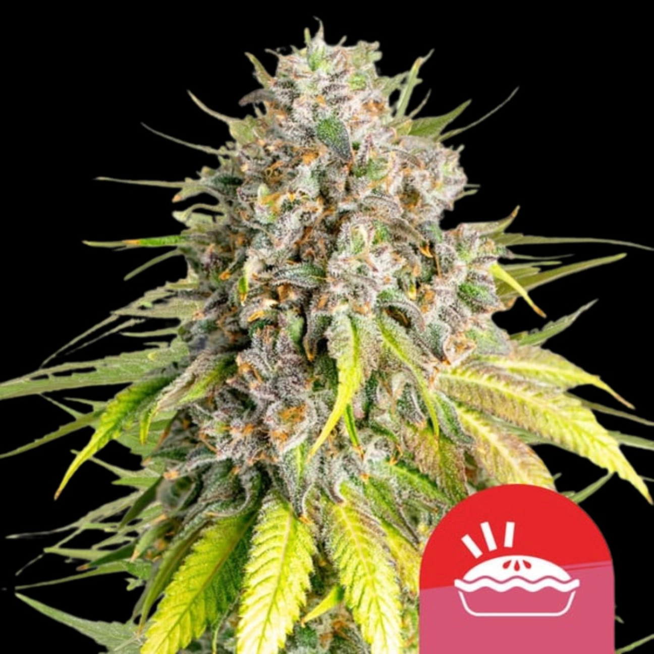 Punch Pie – Royal Queen Seeds – Feminizowane