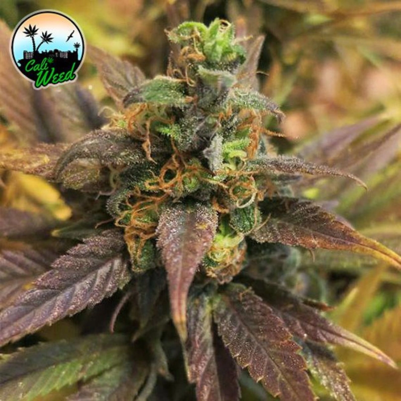 Starburst – Cali Weed – Feminizowane