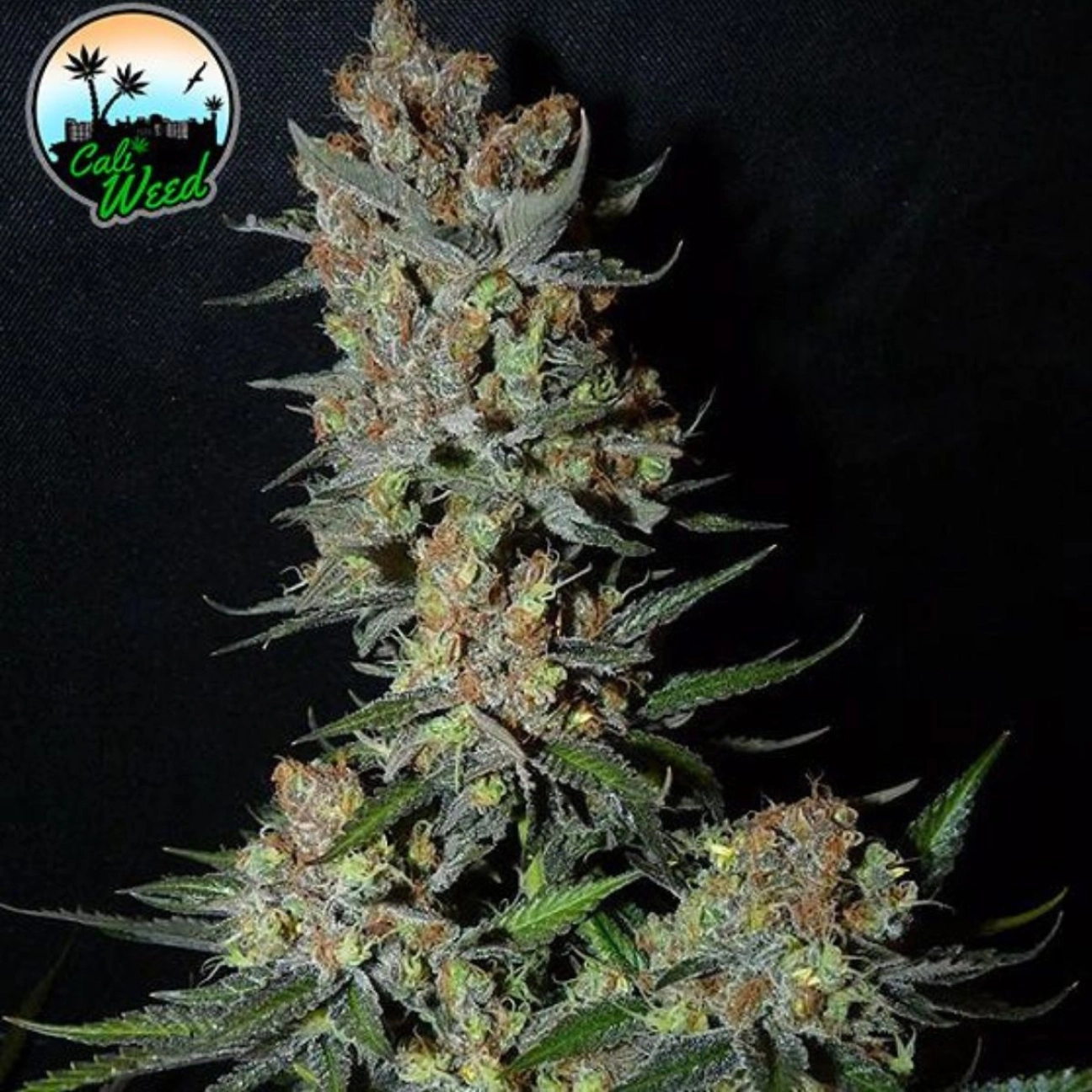 Strawberry Banana Smoothie – Cali Weed – Feminizowane