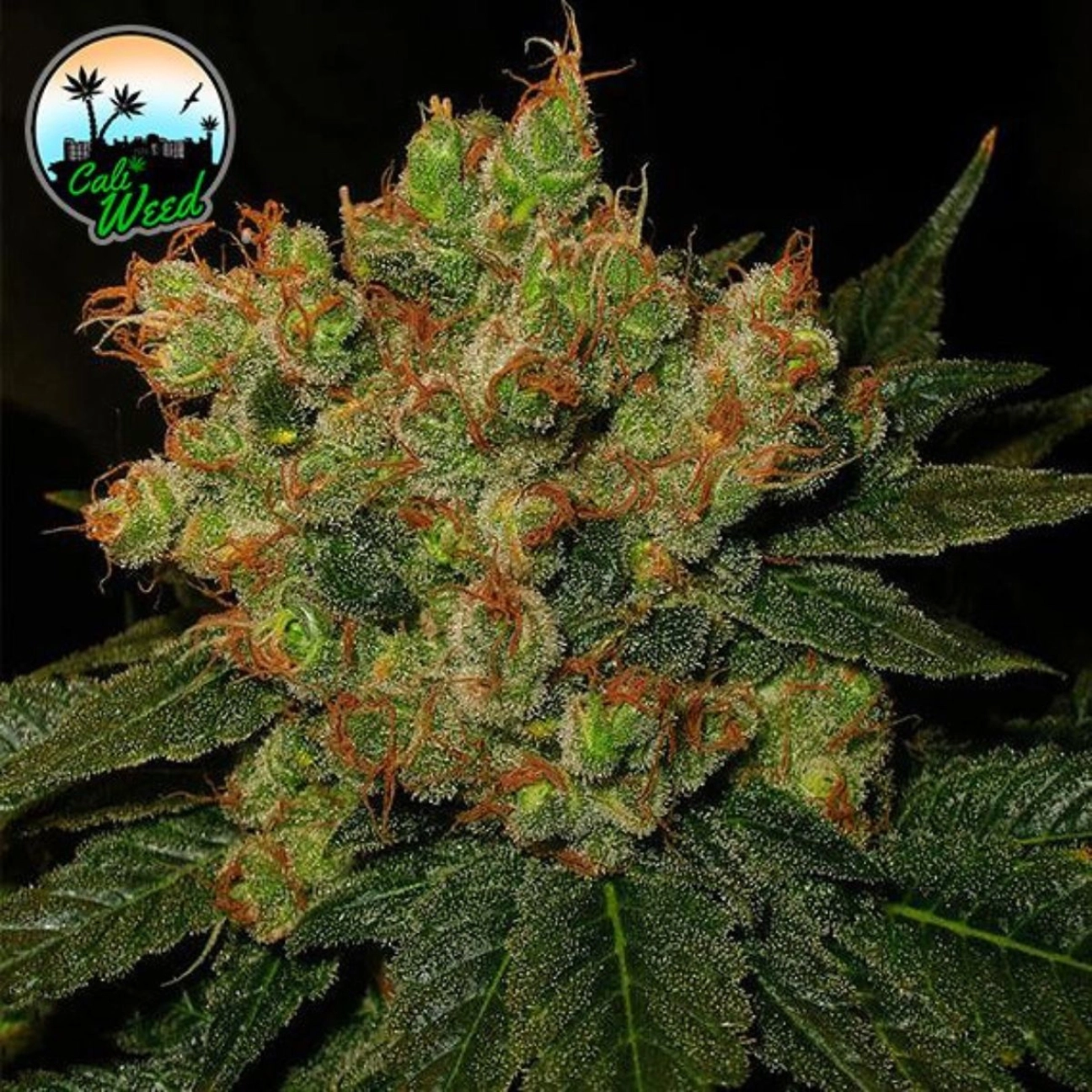 Strawberry Gelato – Cali Weed – Feminizowane
