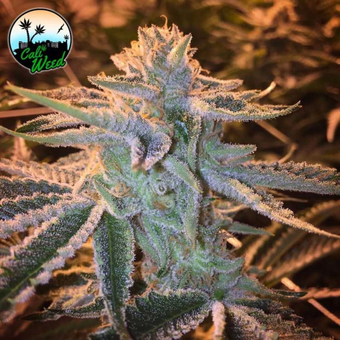 Sunset Sherbet – Cali Weed – Feminizowane