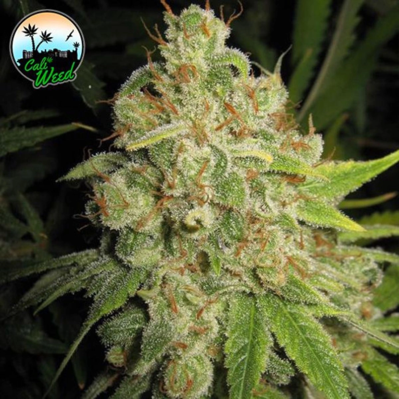 Raspberry Zkittlez – Cali Weed – Feminizowane