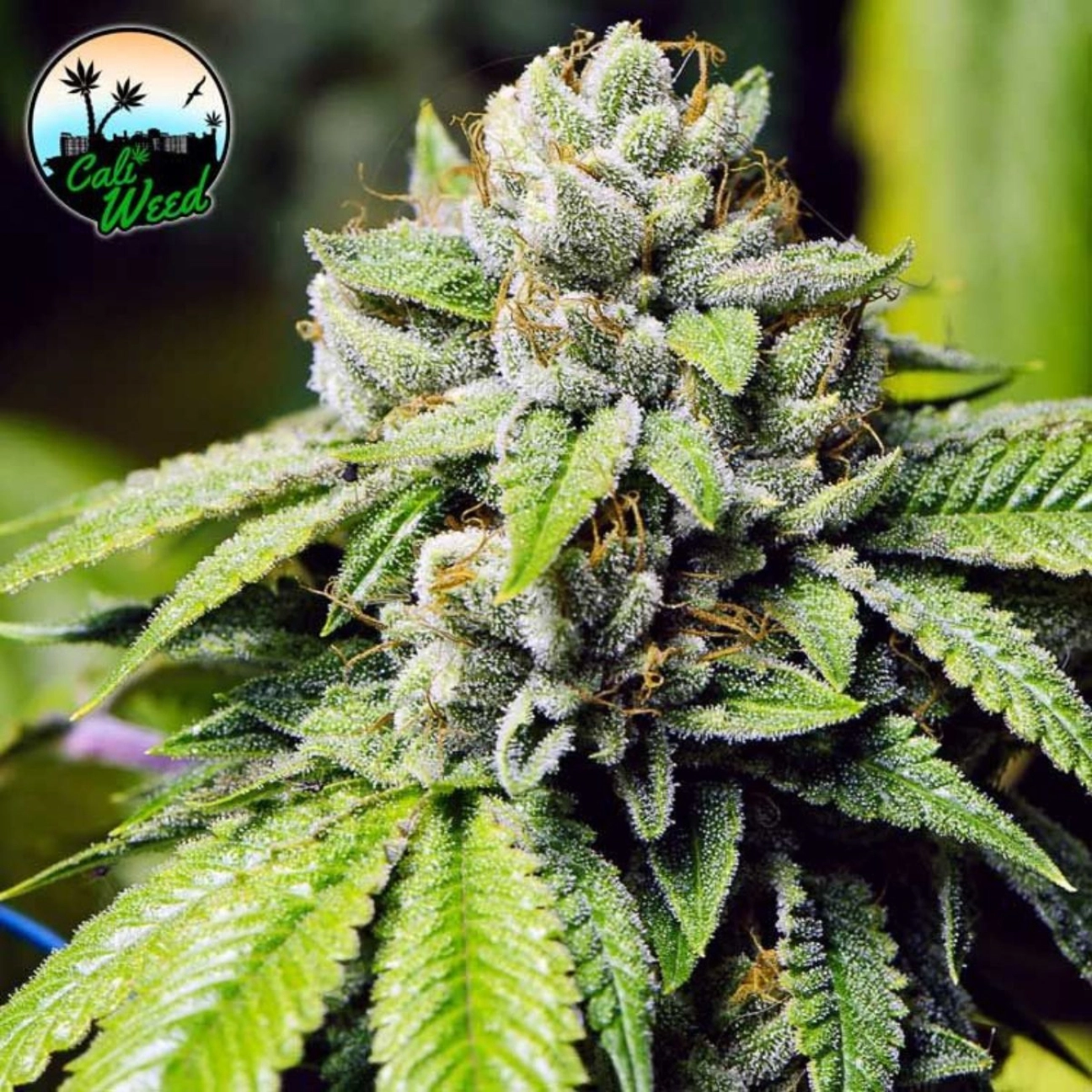 JON SNOW – Cali Weed – Feminizowane